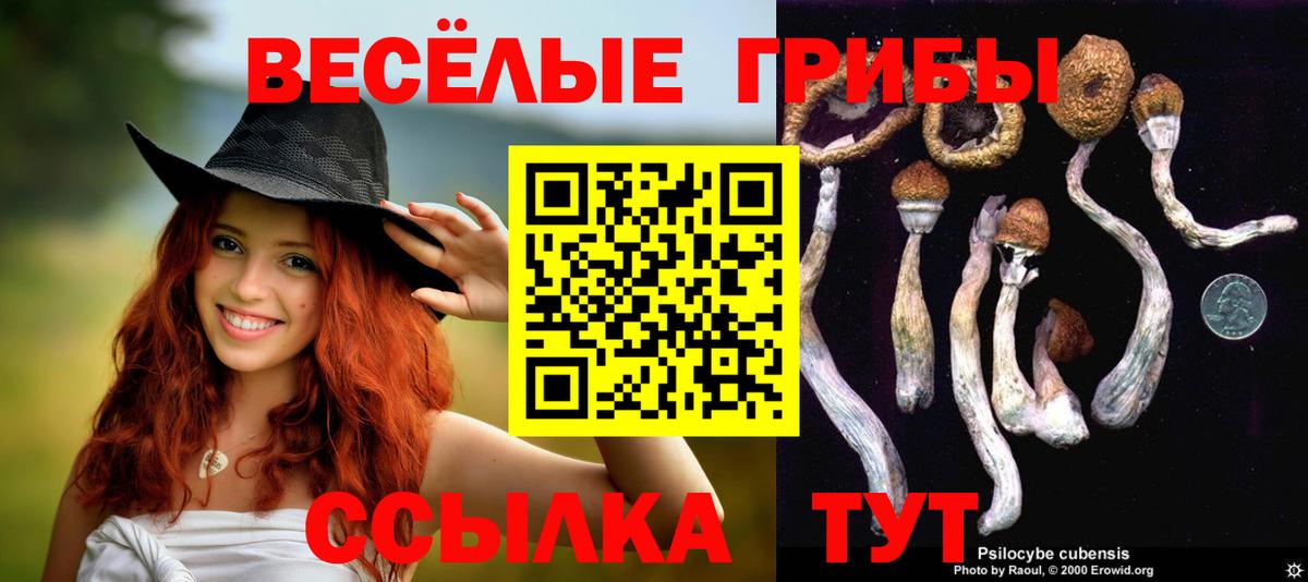 Псилоцибиновые грибы Psilocybe Сибай